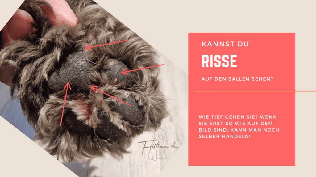 Rissige Hundepfote, Hundeverletzung, Hundepflege, Felltraum.