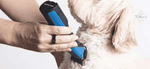 Sanfter Hundepflege mit elektrischem Haarschneider, professionell für langes Hundegesicht und Fellpflege, bei Felltraum.ch.