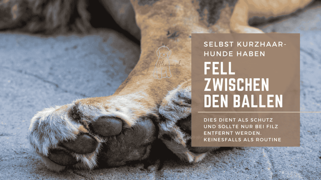 Hündepfote zwischen Bällen im Sand, Fellpflege bei kurzen Hunden, Schutz vor Flöhen, Fell zwischen den Ballen, Hundepflege Tipps für kurze Hunde, Fellpflege für kleine Hunde, Hundesicherheit.