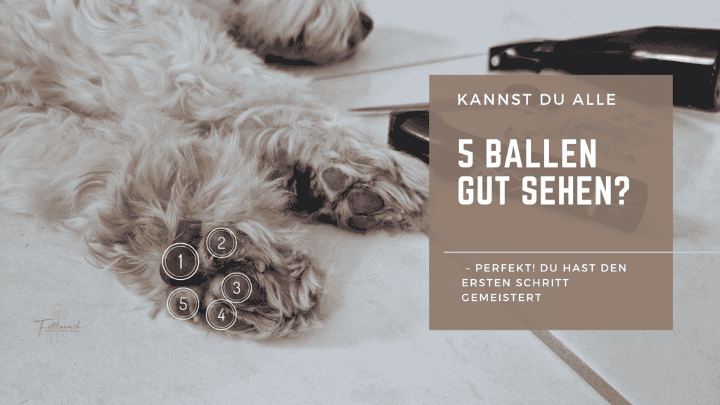 Entspannter Hund auf weichem Teppich, zeigt die Bedeutung von Hundetraining und Körperhaltung, um die Sichtbarkeit der Ballspiele zu verbessern.