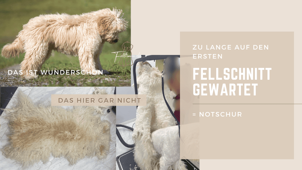 Wanderschaf Felltraum, hochwertiges Fell, handgefertigt, Naturprodukt, langlebig, kuschelig, nachhaltige Mode, Taupe, natürliche Fasern, Premium Qualität, regional hergestellt, einzigartige Textur, umweltfreundliche Textilien, hochwertiges Tierfell, gemütliche Dekoration, modisches Accessoire, nachhaltiges Heimdekor, natürliche Ästhetik, handgefertigtes Fell, Crafted with care, naturbelassenes Fell.