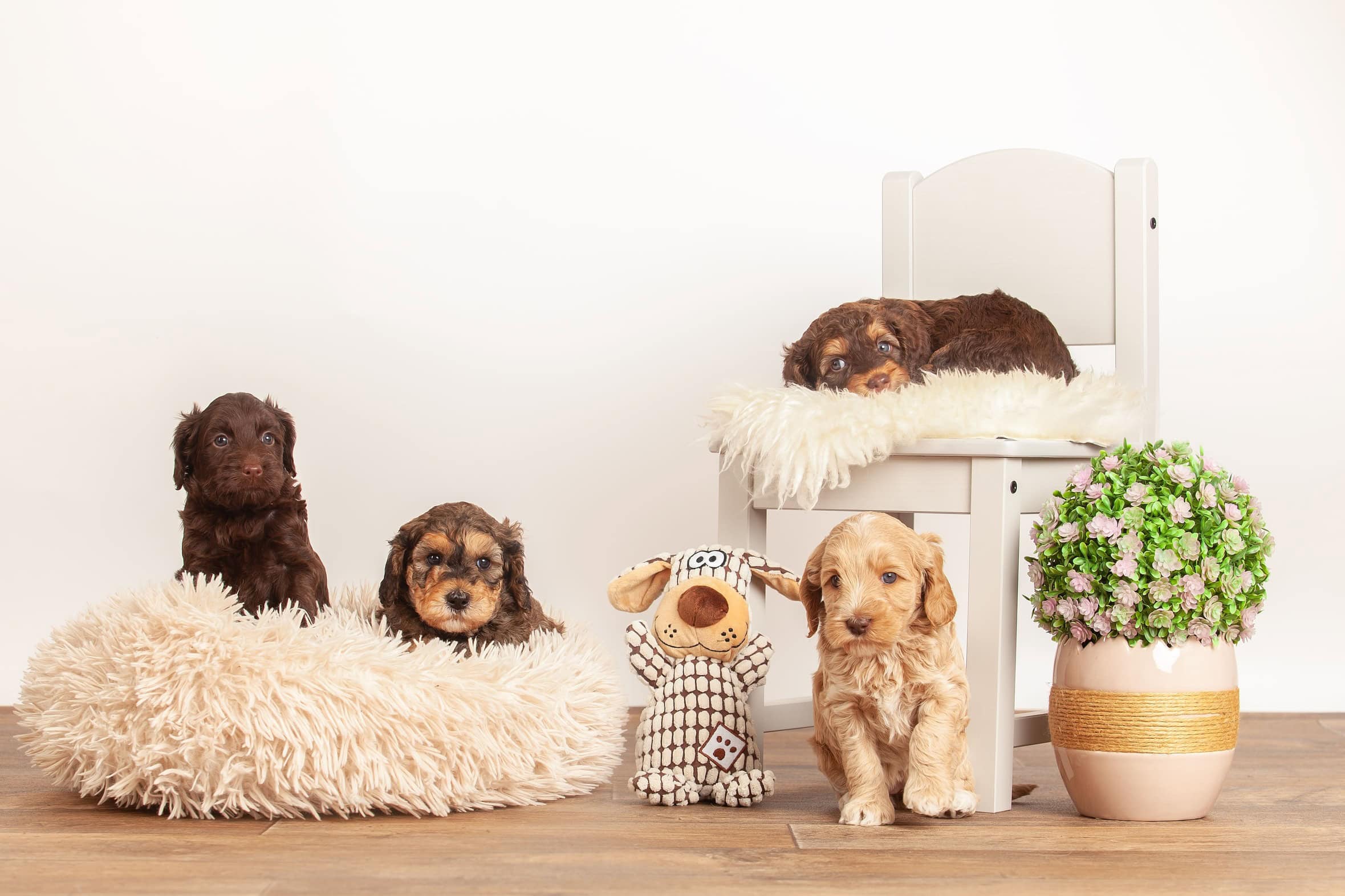 Hündchen mit braunem Fell und schwarzen Augen vor weißem Hintergrund, die gemütlich auf einer weichen Kuschelmatratze sitzen.