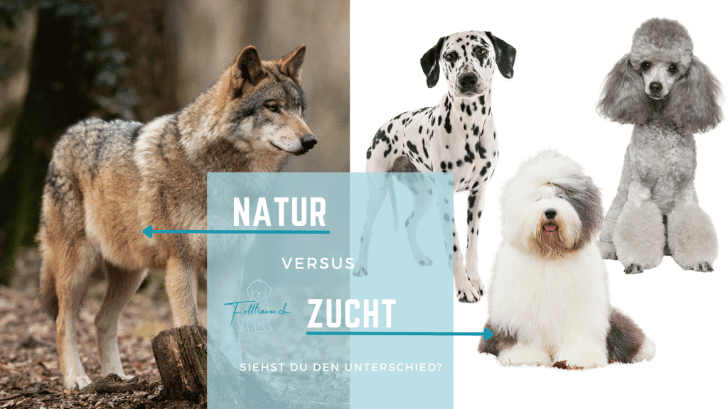 Wölfe und Hunde im Vergleich, Natur versus Zucht, Hundezucht, Wildtiere, Haustiere, Hund und Wolf unterscheiden sich, Tiervergleich, Felltraum.