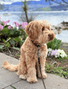 Hundefelltraum, weiches Hundekissen, Hundeliegeplatz, komfortabler Hundeplatz, entspannende Hundematte für Hunde, Felltraum Hundebetten, kuschelige Hundematten für Hunde, langlebiges Hundezubehör, komfortabler Hundeschlafplatz, hochwertige Hundematten und Kissen.