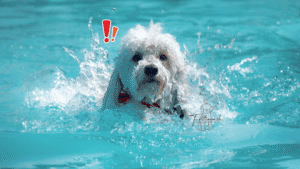 Hund planscht erfrischend im Schwimmbecken, überrascht von Wasser spritzend, mit rotem Halstuch, bei Felltraum.ch gezeigt.