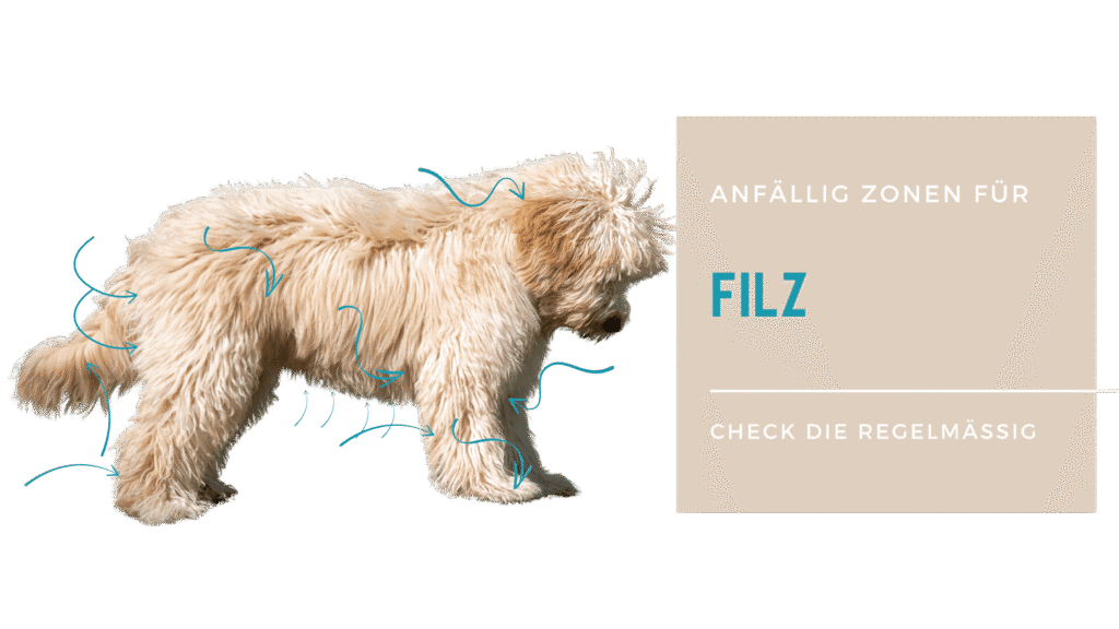 Sauberes, wolliges Hündchen mit Fell, das auf Gesundheit überprüft werden sollte, um Hautproblemen und Allergien vorzubeugen.