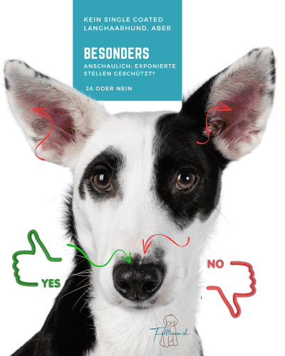 Hund mit langhaarigen, ungeborenen Ohren, die durch eine exemplarische Illustration hervorgehoben werden, um die Bedeutung von gutem Ohrenschutz bei Hunden zu zeigen.