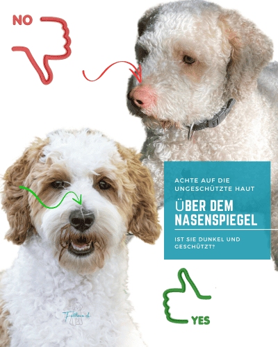 Hund, Felltraum, Hundepflege, empfindliche Haut, Hundesicherheit, Hautschutz, Hundefrisur, Fellpflege Tipps, parfümfreie Hundepflege, sichere Hundepflegeprodukte.