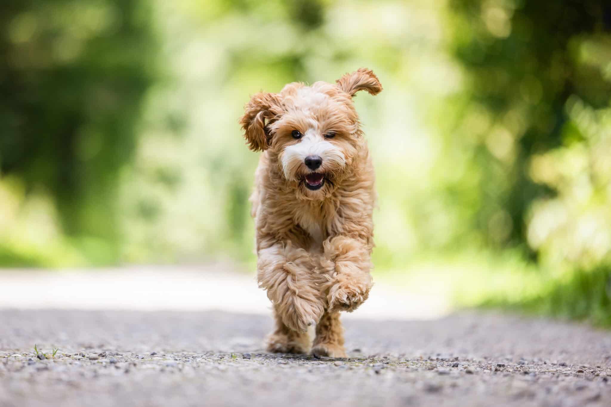 Australian Labradoodle Welpe mit lockigem Fell läuft fröhlich auf Waldweg – Beispiel für gepflegtes, filzfreies Lockenfell