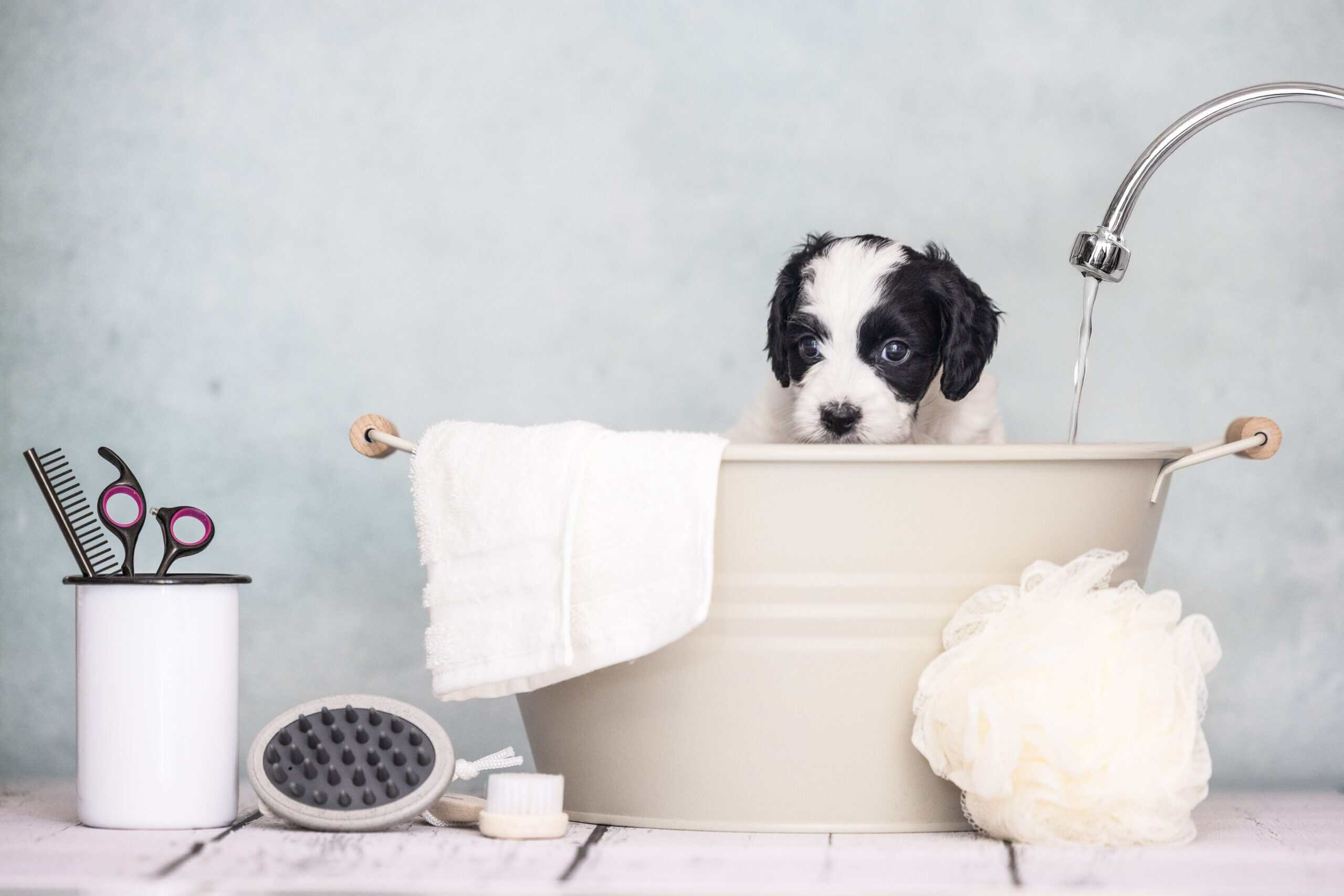 Schwarz-weisser parti Australian Labradoodle Welpe sitzt in einer Badewanne neben Pflegebürste, Kamm und Schere