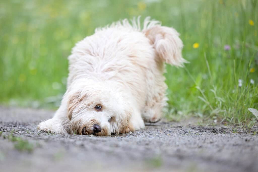 Australian Labradoodle Daisy mit langem Welpenfell kurz vor dem Fellwechsel